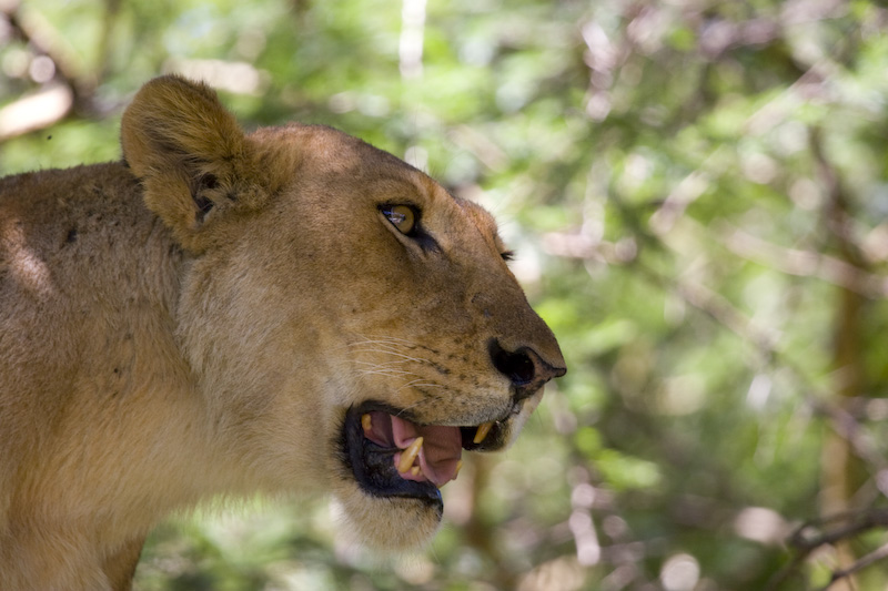 Lion In Tree